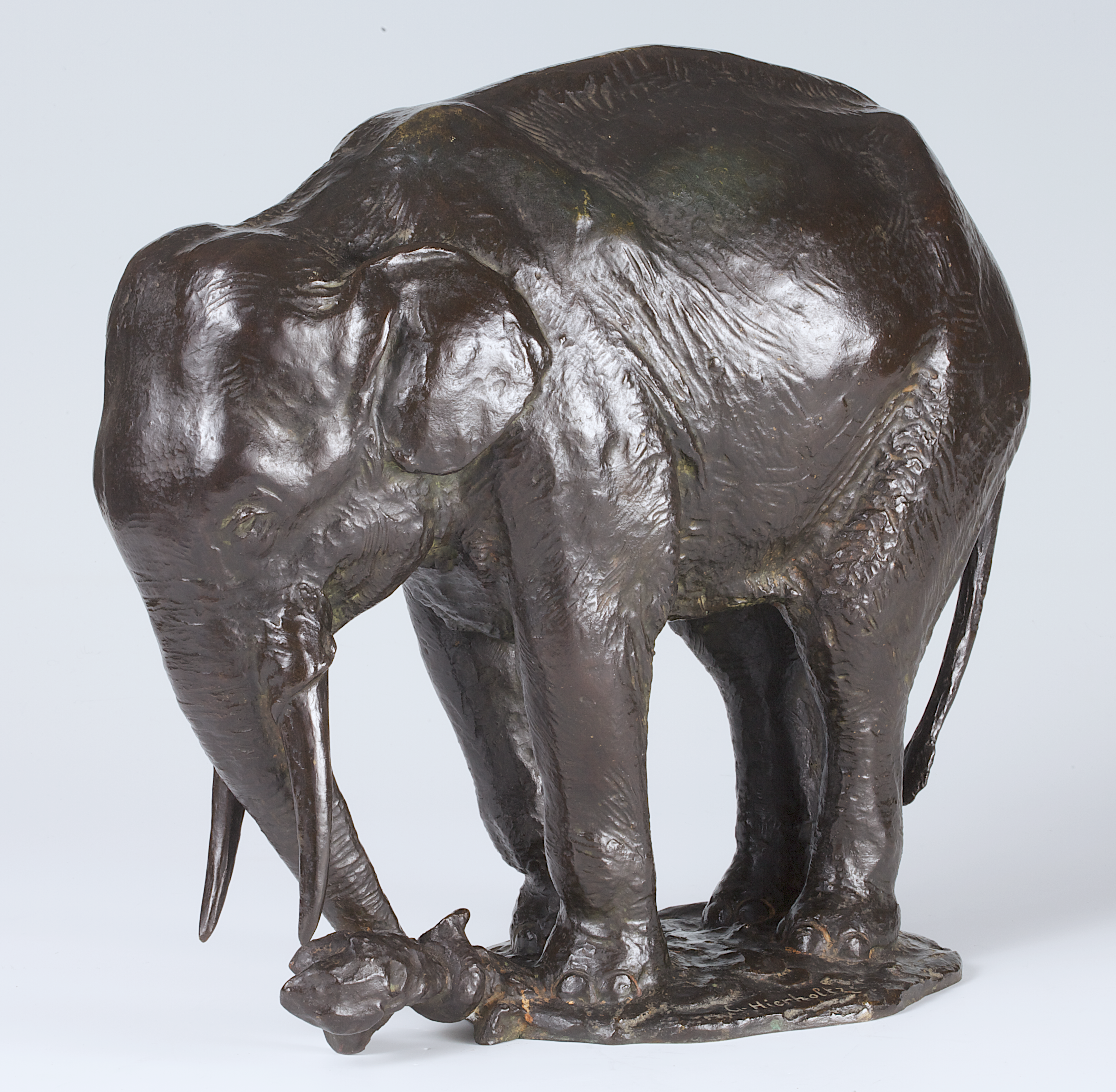 Elephant, uprooting a trunk